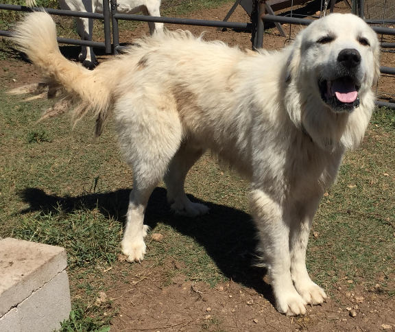 great pyrenees with other dogs
