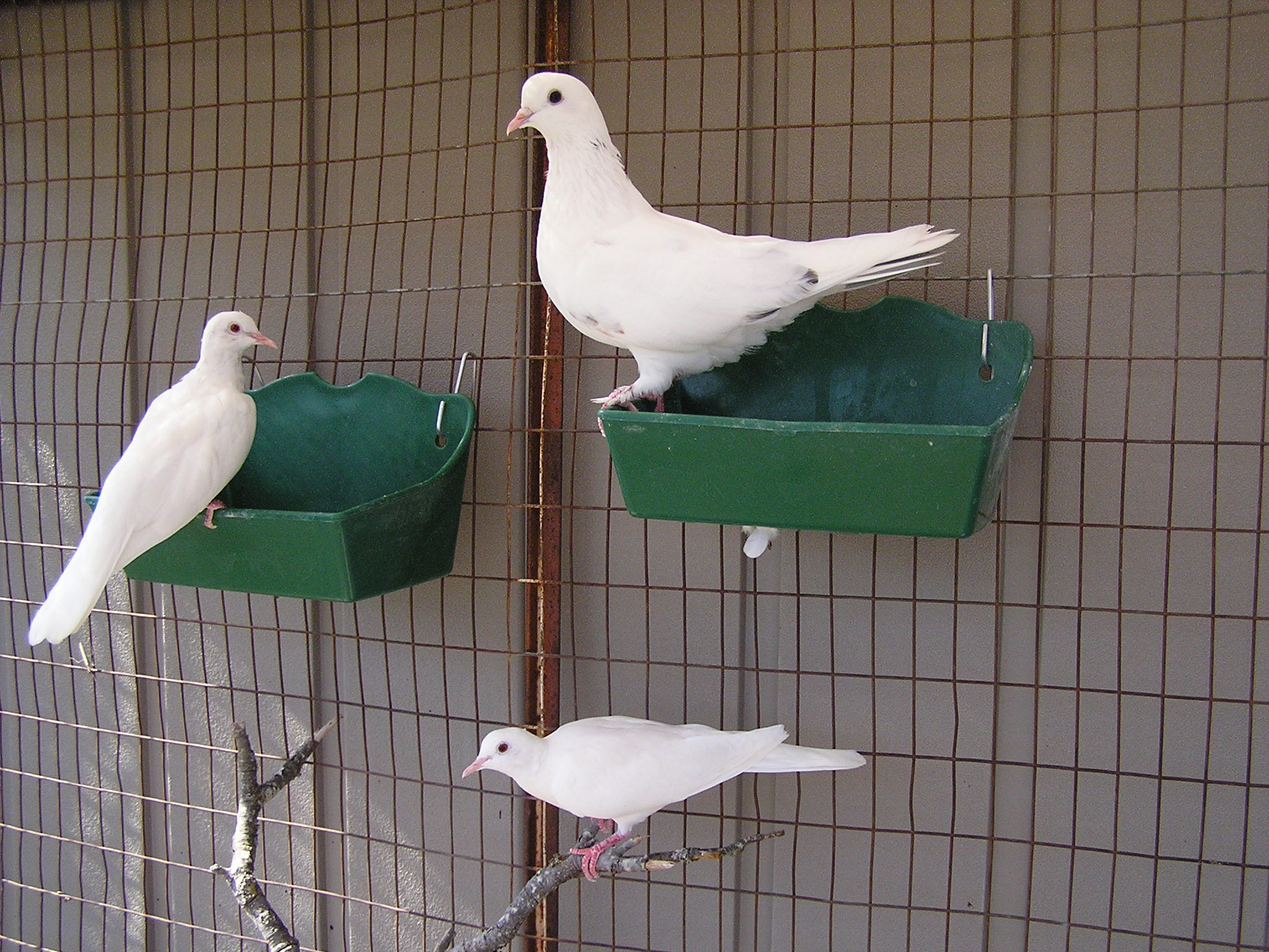 White Doves