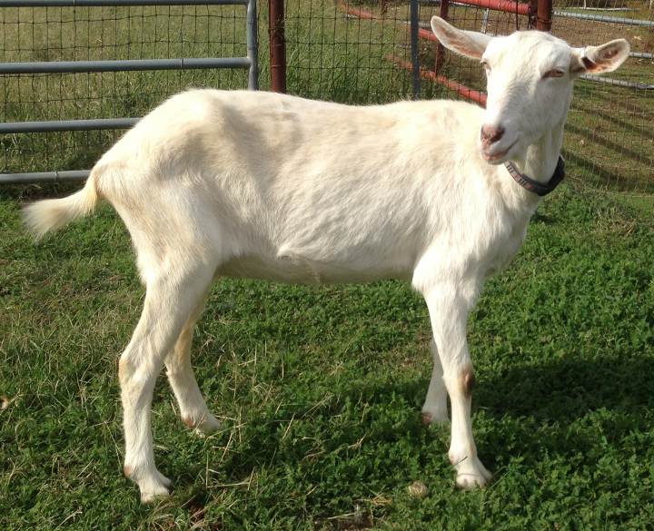 Saanen Goats | Galloping Winds Ranch